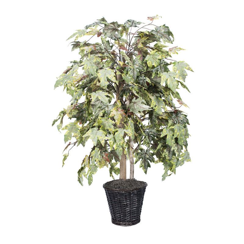 Arbre d’érable en pot 48 po