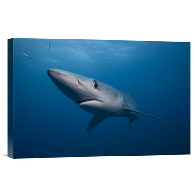 " Blue Shark "