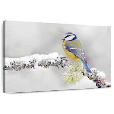 Crowle Blue Tit Songbird
