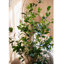 Pot de fleurs vert artificiel Bay Tree