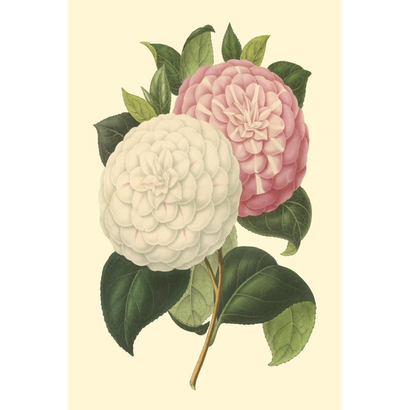 Camellia Garden IV by Verschaffelt - Painting on Canvas, 91cm H x 61cm W, Wrapped Canvas