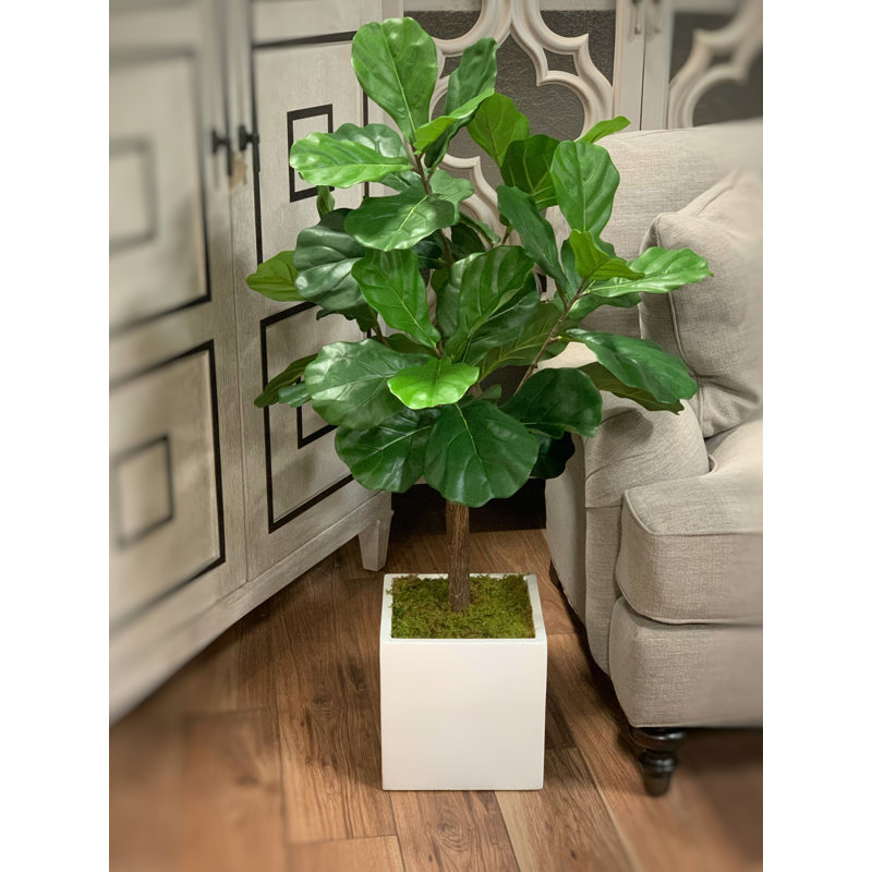 3.5' Fiddle Leaf Fig Tree, 42'' H x 24'' W x 24'' D
