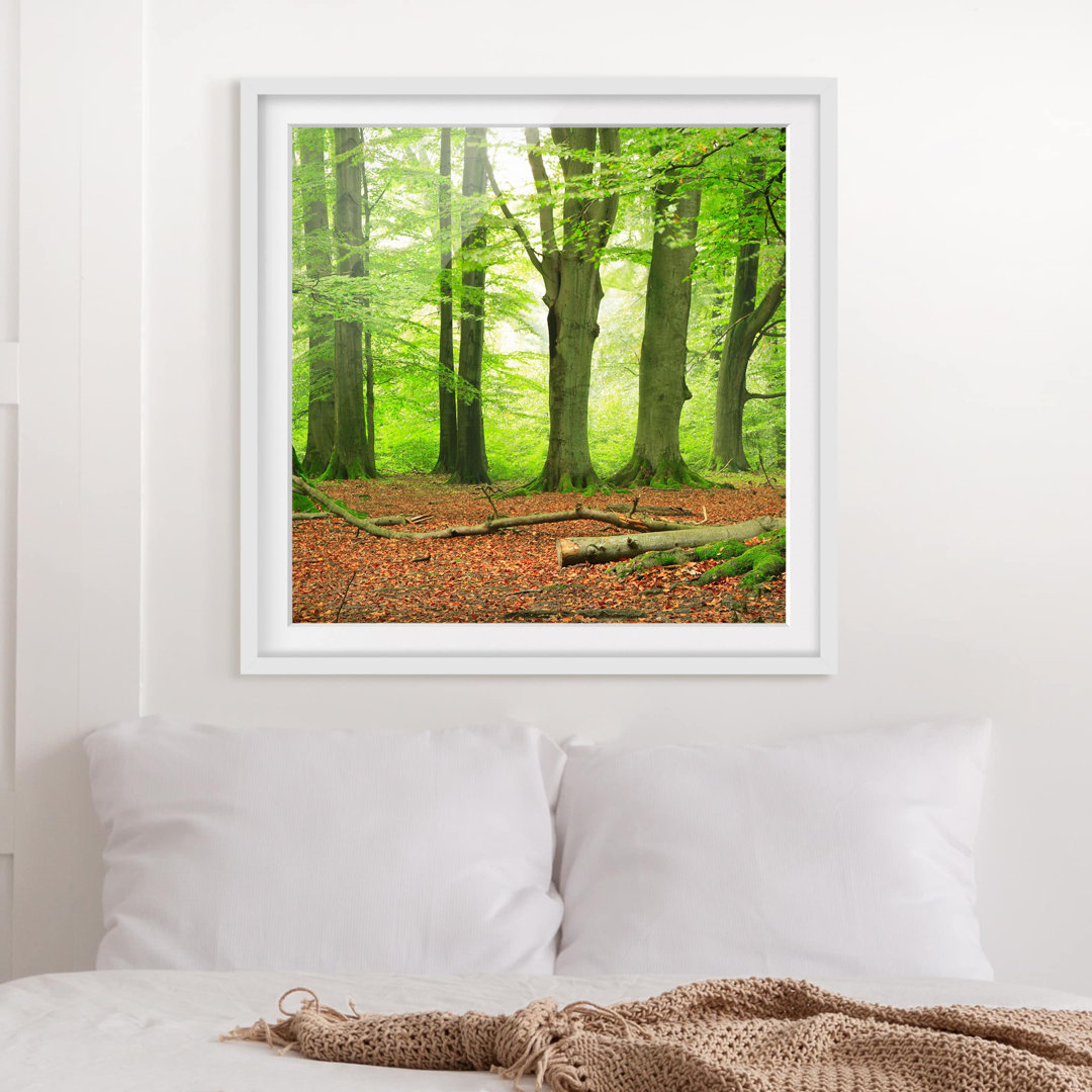 Gerahmtes Poster Beech Trees