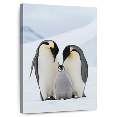 Family Of Emperor Penguins