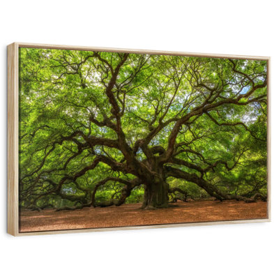 Oak