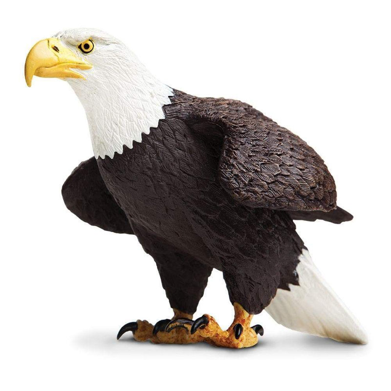 Aigle à tête blanche