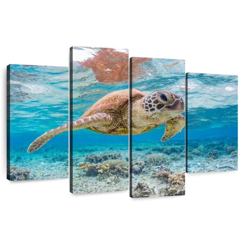 Brampt Galapagos Island Turtle, 32" H x 52" W