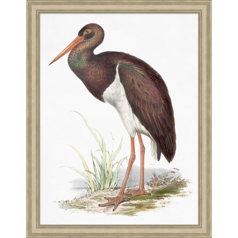 Coastal Ornithology 2' Framed Graphic Art Print on Glass