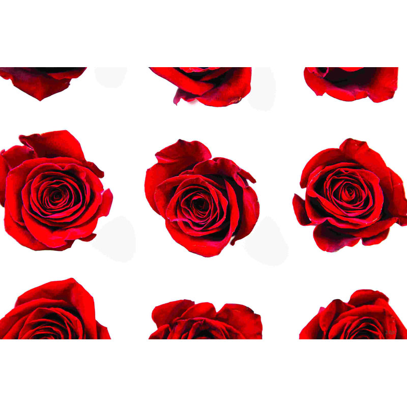 " Red Roses II " by Donnie Quillen, 20" H x 30" W