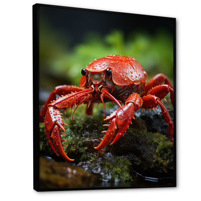 Xea " Crayfish Creek Dweller "