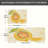 Decorative Lemon Art Kitchen Mat Set – 2 Pack