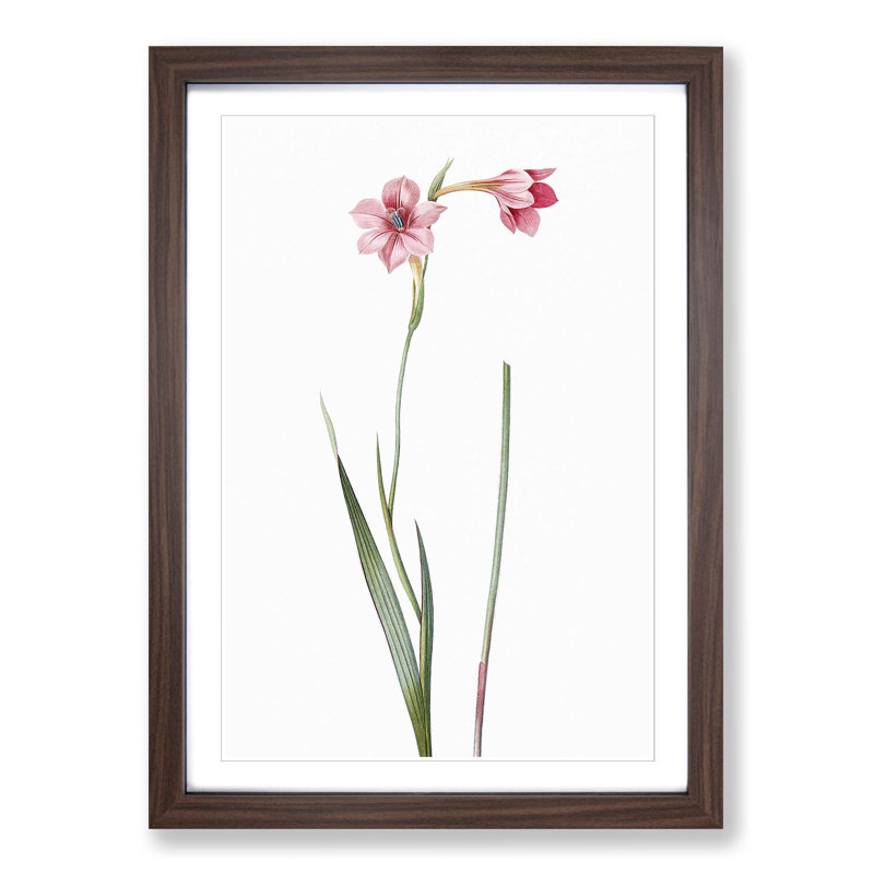 Pink Sword Lily by Pierre-Joseph Redoute - Picture Frame Painting Print, Walnut Framed, 48cm H x 36cm W x 2cm D