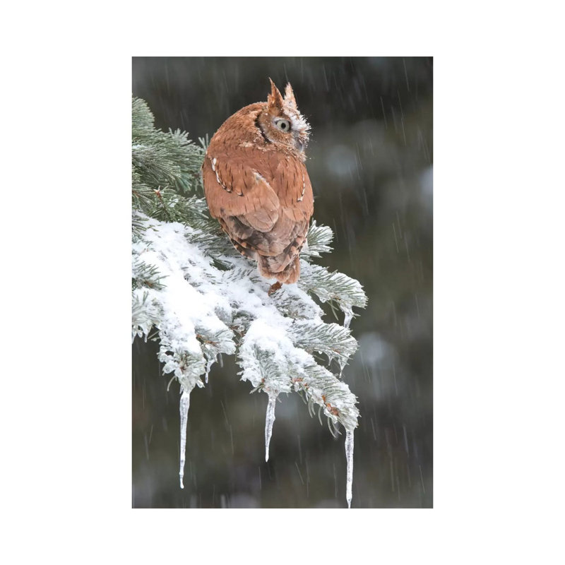 Eastern Screech Owl Red Morph In Winter, Howell Nature Center, Michigan by Steve Gettle - Wrapped Canvas Print