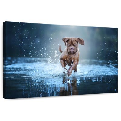 Splashing Mastiff Dog