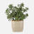 Winslow Accent Plant