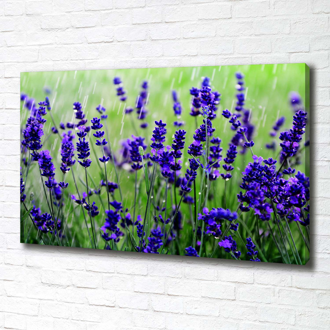 Lavendel - Kunstdrucke auf Leinwand