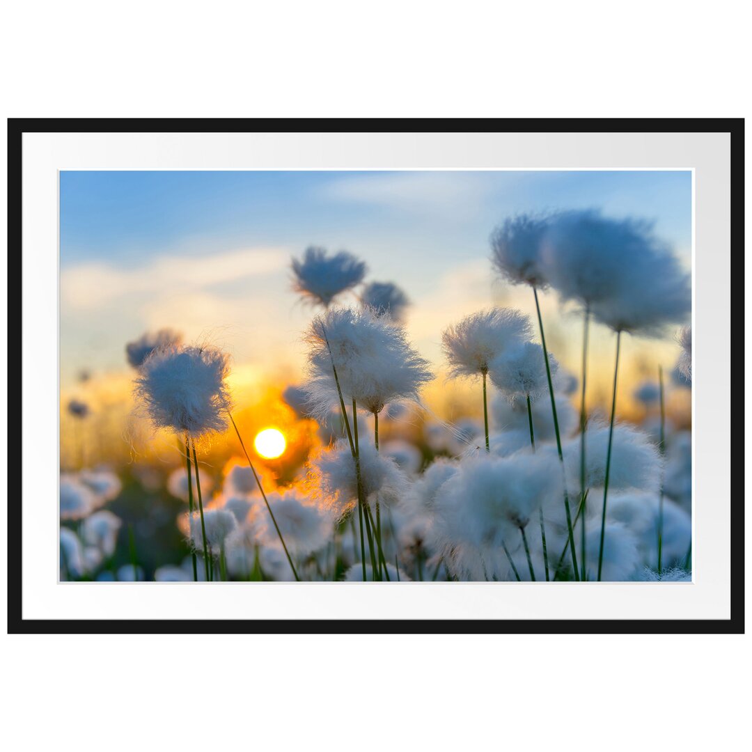 Gerahmtes Poster Baumwollblüten im Sonnenuntergang