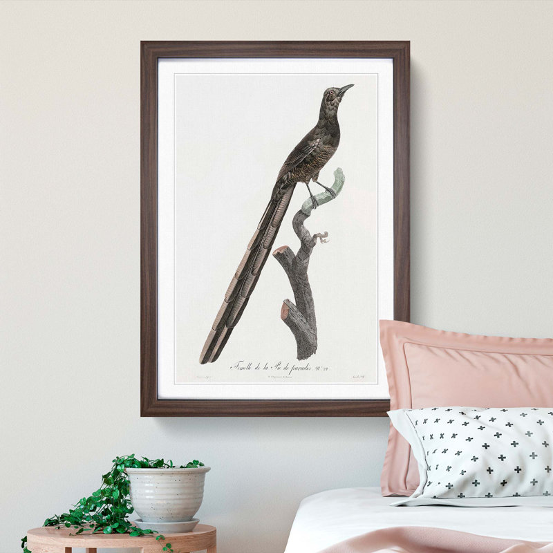 A Magpie Bird of Paradise by Jacques Barraband - Framed Print, Walnut Framed, 63cm H x 45cm W x 2cm D
