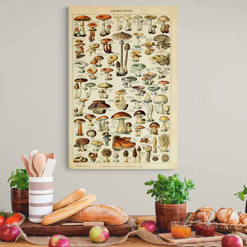 Mushroom Illustration Vintage - Wrapped Canvas Print, 81cm H x 61cm W x 4cm D