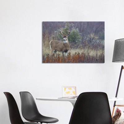 White-tail deer buck 1 Piece Wrapped Canvas Wall Art