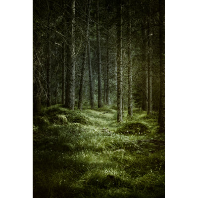 Dark Misty Forest by Da-Kuk