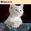 Couverture pour animal-97825680