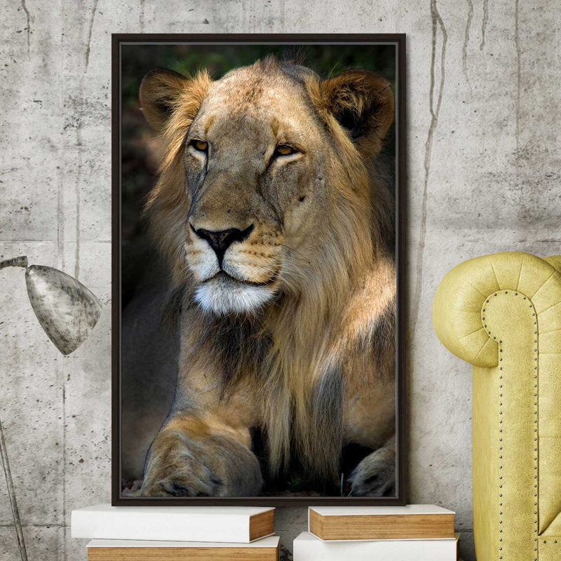 «Cape Lion», reproduction de photo, H 43,5 po x l 27,5 po x P 2 po, Cadre flottant espresso