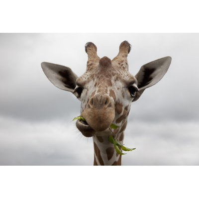 Giraffe 1 Piece Wrapped Canvas Wall Art