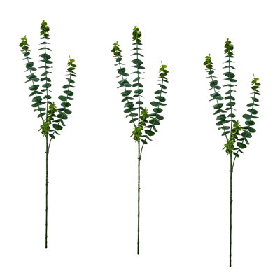 Jet d'eucalyptus