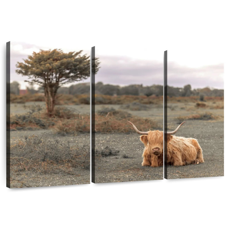 Brown Highland Cow II, 36" H x 57" W