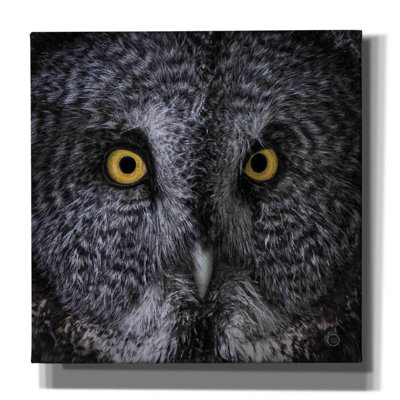 «Great Grey Owl» par Nathan Larson, art mural sur toile