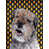 Border Terrier (Grey)
