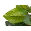120cm Faux Banana Leaf Plant in Pot