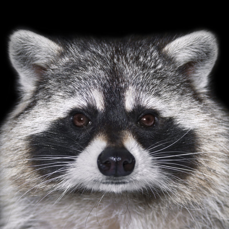 Portrait of Raccoon - Photographie sur toile tendue, H 30 po x l 30 po