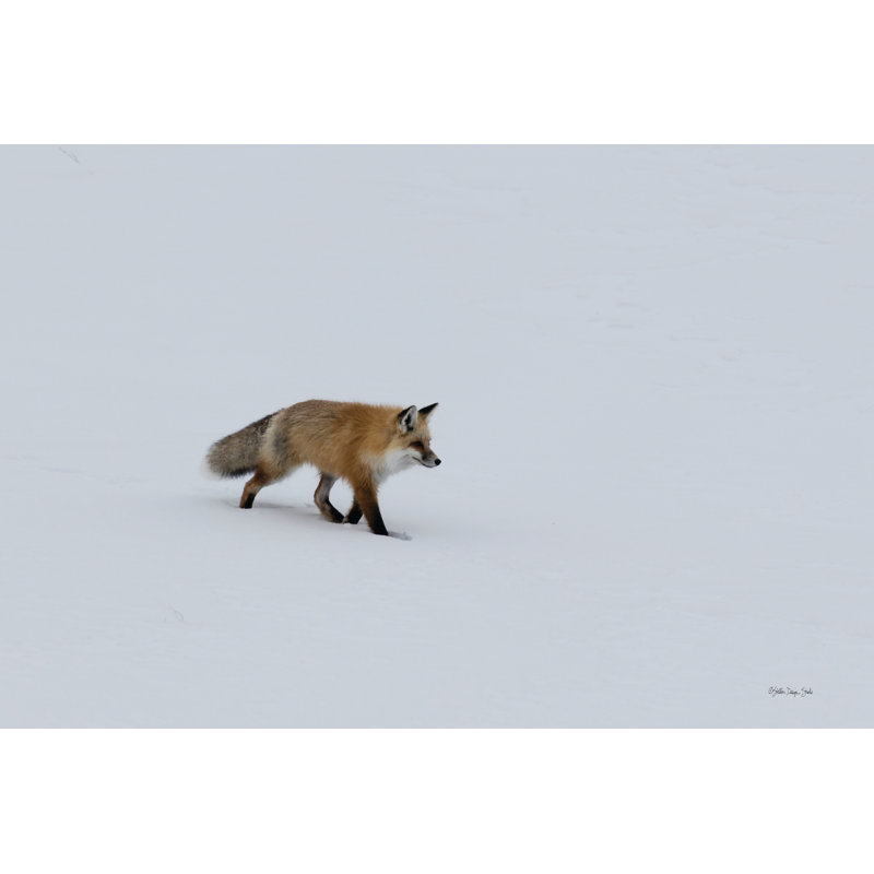 Red Fox 1 sur toile par Stellar Design Studio, H 20 po x l 30 po x P 1,25 po