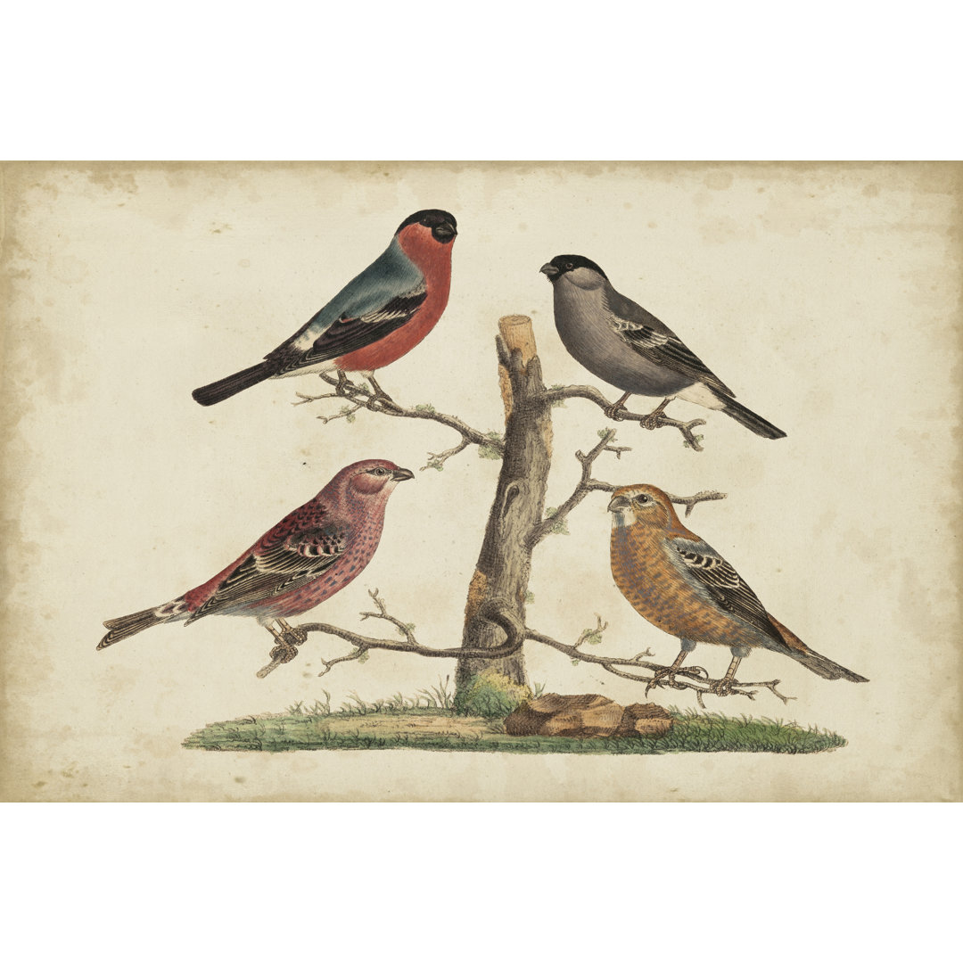 Leinwandbild Bull Finches von Friedrich Strack