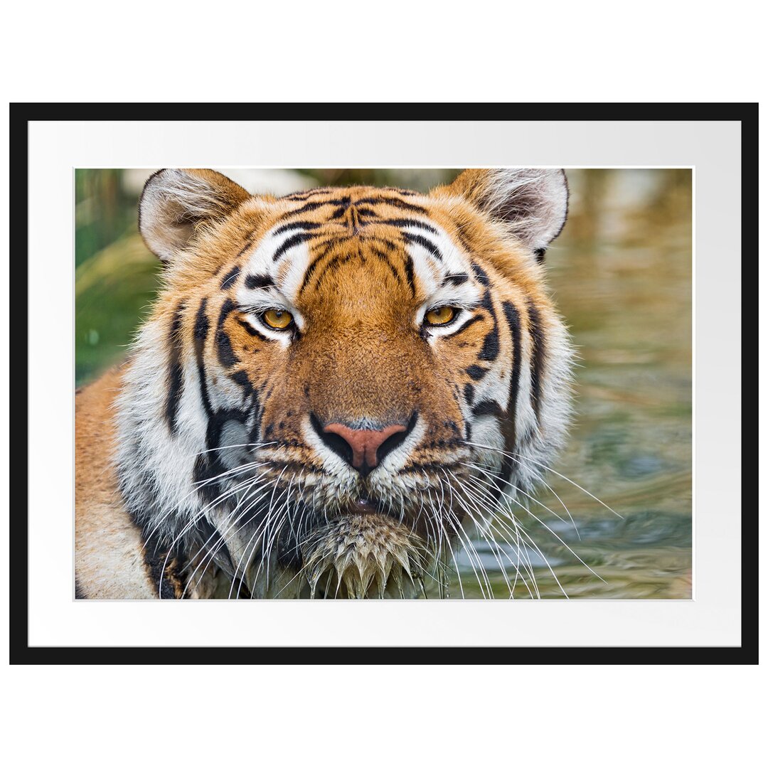 Gerahmtes Poster Tiger im Wasser