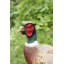 Statue phesant debout