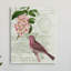 Rosier pinson par Daphne Polselli-62963726-62963736