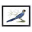 Hyacinthine Macaw by George Shaw - Framed Print-55641811-55641813