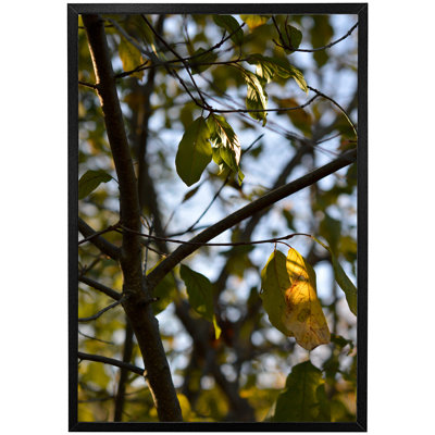 Eggertsville Tree Leaves In The Sunshine Nature Photography, Leaves And Branches - Single Picture Frame Print