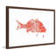« big red fish », reproduction d’art encadrée-20586276