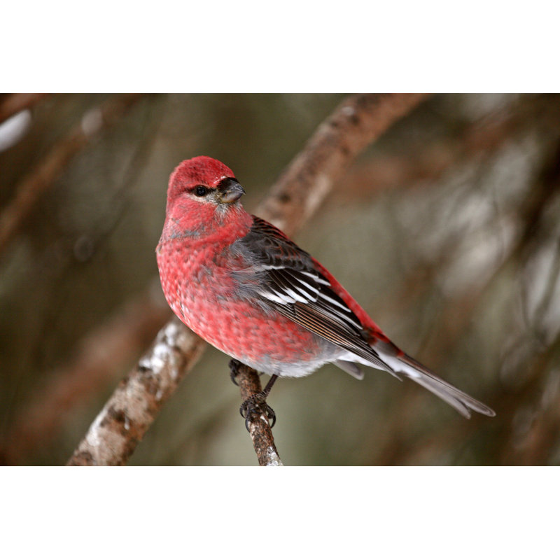 Red Crossbill - Wrapped Canvas Print, 30cm H x 46cm W
