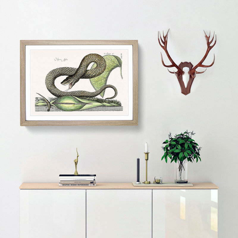 Brown Viper Snake by Mark Catesby - Picture Frame Painting Print, 36cm H x 48cm W x 2cm D, Oak Framed