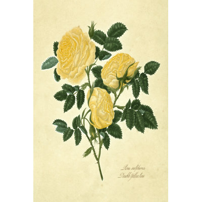 Double Yellow Rose by Mary Lawrence - Wrapped Canvas Painting