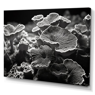 " Coral Serenity in Black and White II " Print