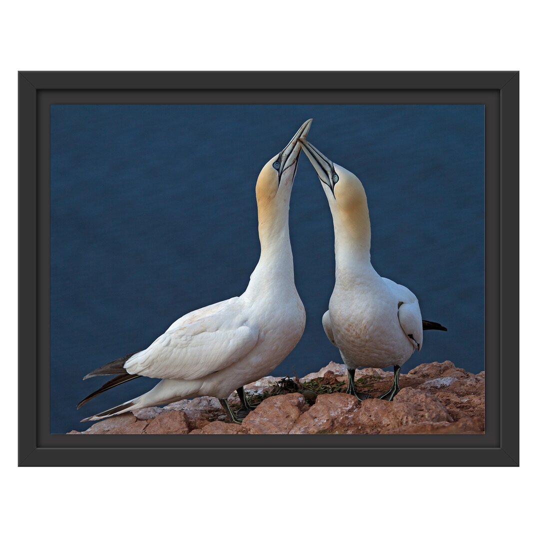 Gerahmtes Wandbild außergewöhnliche Vögel am Meer