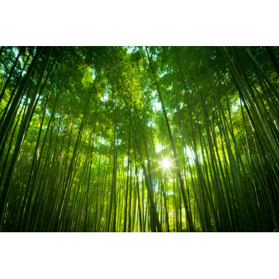Asian Bamboo Forest par Nikada