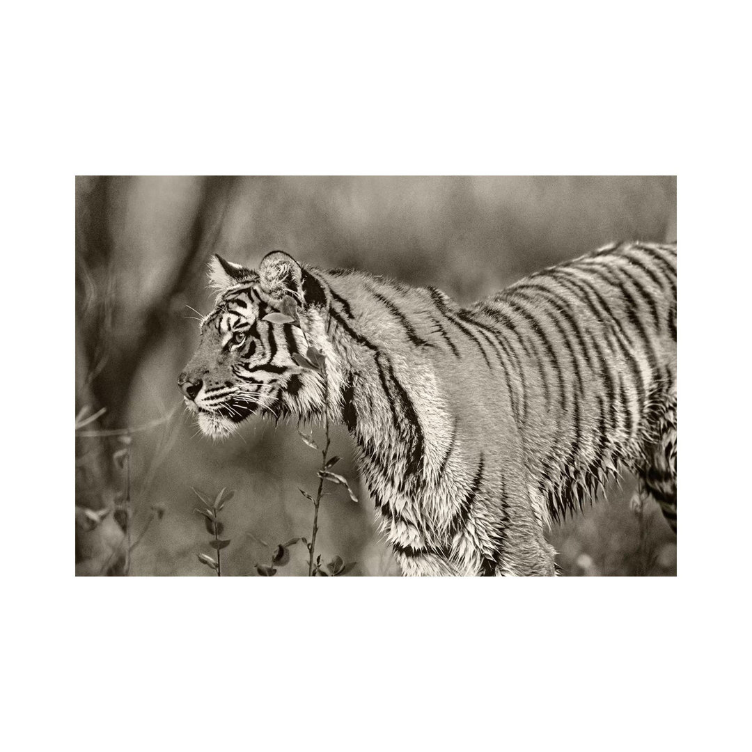 Siberian Tiger Sub-adult, Native To Russia von Tim Fitzharris - Galerie-verpackte Leinwand Giclée auf Leinwand