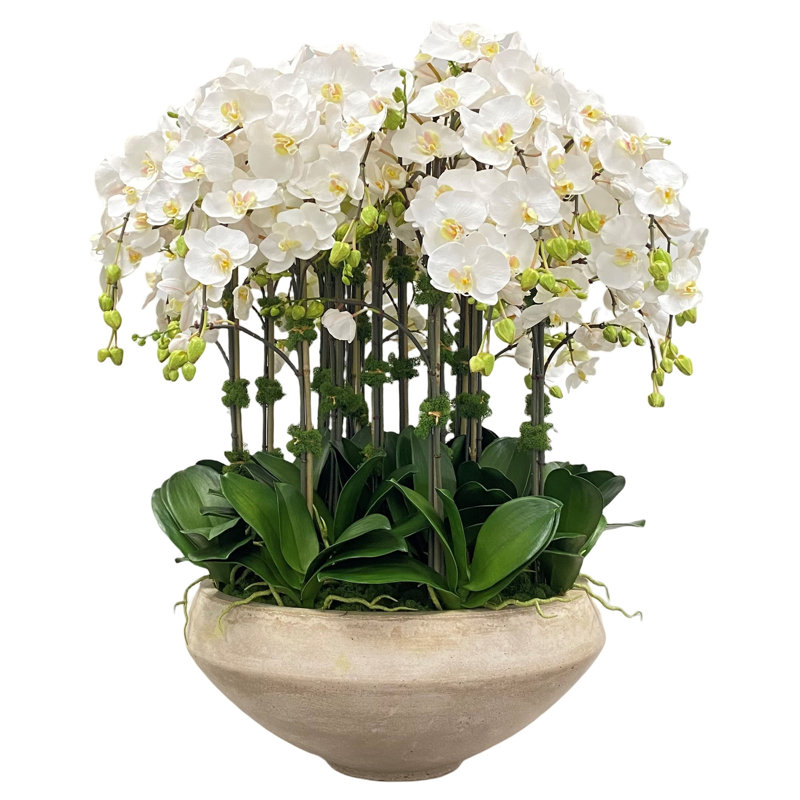 ORCHID IN BOWL WITH TAPER BOTTOM